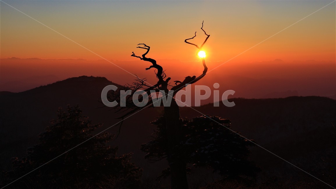 일몰,태백산,소나무,해질녘,산,풍경