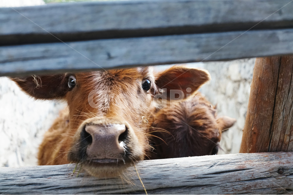 cow,소,cattle,가축,animal,동물,mammal,포유류,calf,송아지,귀여워,동물,animal,포유류,mammal
