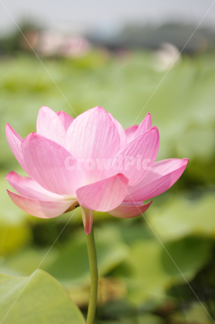 plant,식물,blossom,꽃,flower,lotus,연꽃,nature,자연,식물,자연,plants,nature