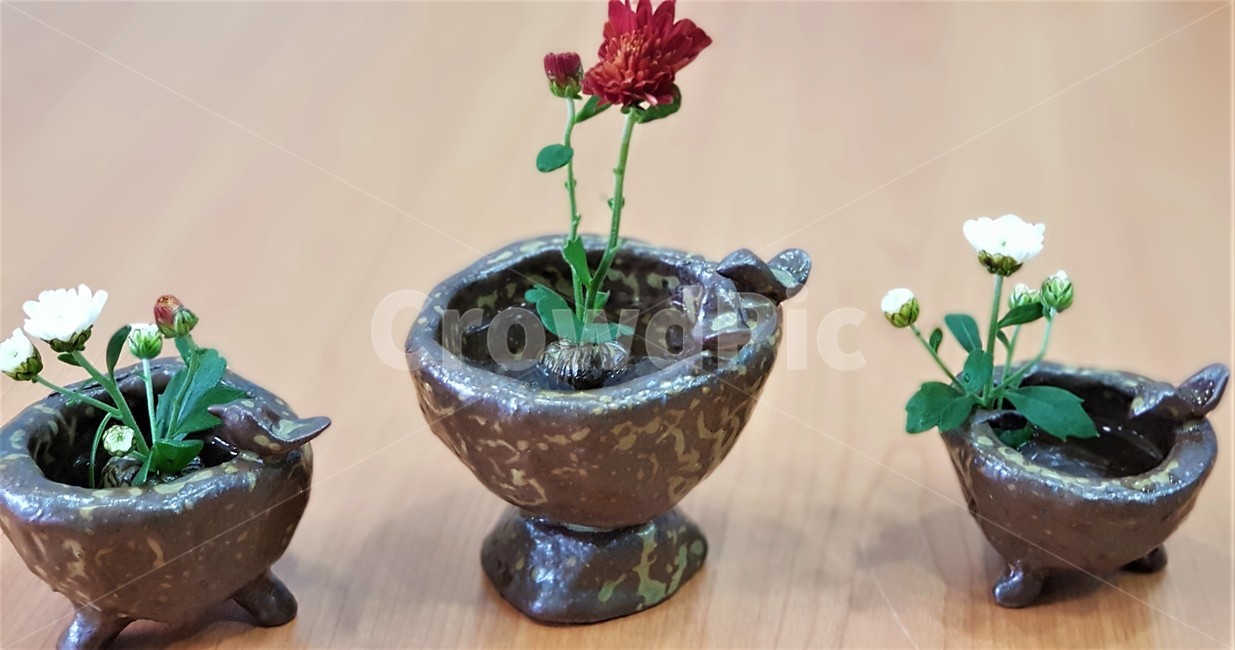 꽃,국화,자연,식물,초록,nature,green,flower,붉은색,red,도자기,수경재배,흰색,white,꽃,flower,실내용화초,화분,화초,house plant