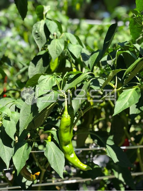 pepper,red pepper leaves,plant,Cheongyang pepper,green pepper