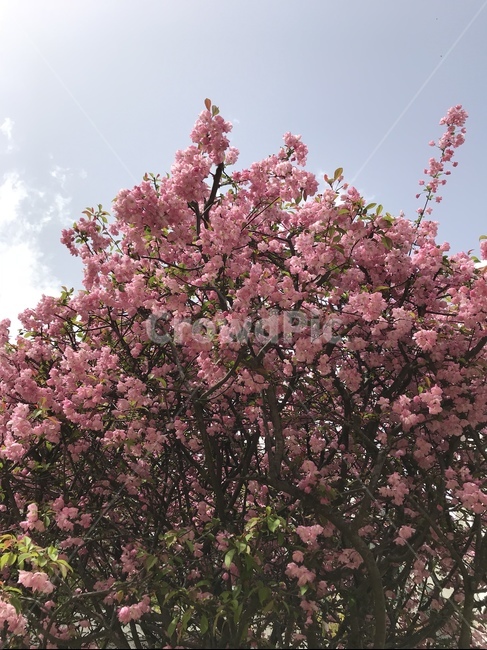 벚꽃,봄,꽃,사쿠라,spring,flower,감성사진,봄,계절,spring,season,식물,자연,plants,nature,꽃,flower,plant,blossom,cherry blossom