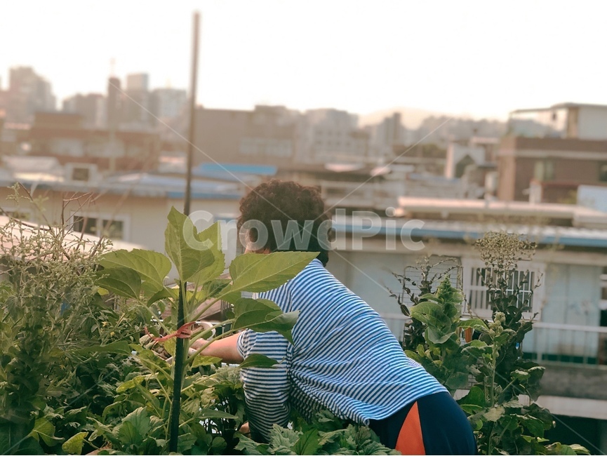 주말농장,옥상농장,할머니,농사,주말농사,옥상농사
