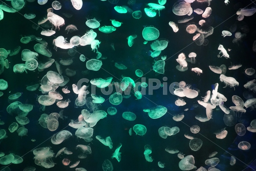 동물,해파리,sealife,animal,몽환적,배경화면,신비로움,동물,animal