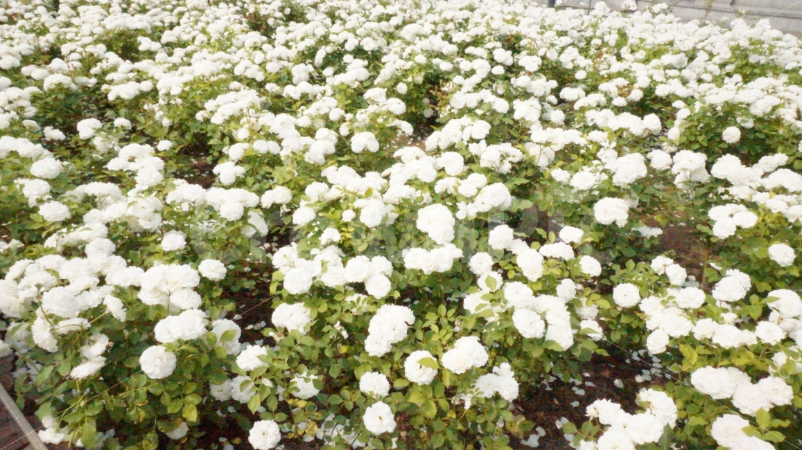 장미,꽃,flower,rose,울산,대공원,장미축제,plant,자연,nature,흰색,백장미,풍경,식물,식물,자연,plants,nature,꽃,flower