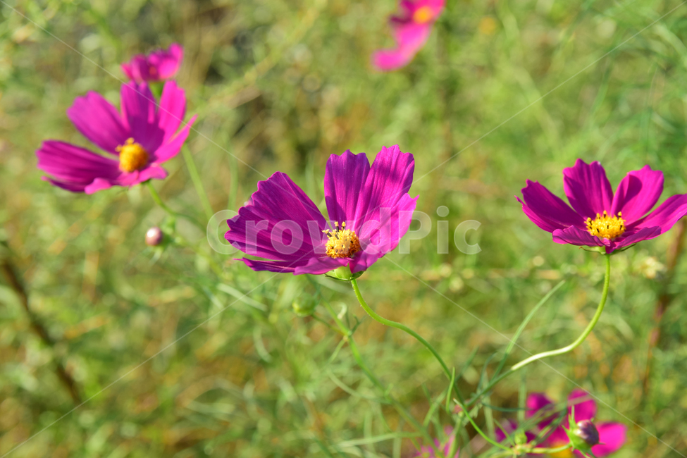 코스모스,코스모스꽃,꽃,가을,가을꽃,식물,국화과,꽃잎,cosmos,flower,fall,autumn,plant,blossom,petal,식물,자연,plants,nature,꽃,flower
