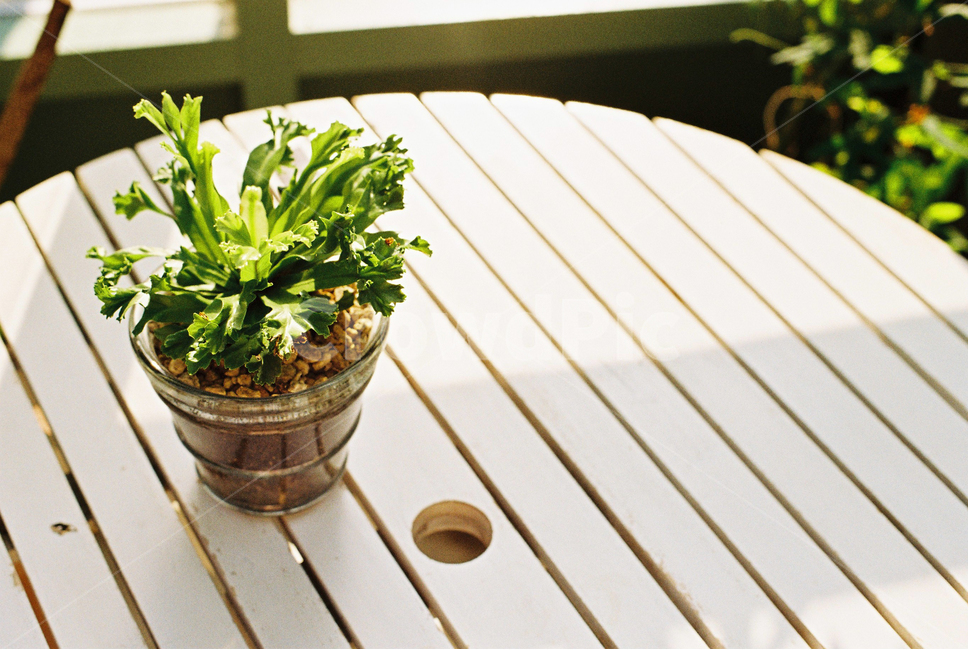 atmosphere,green,shadow,leaf,Emotional photo,film photography,cafe,White,pot,light,table