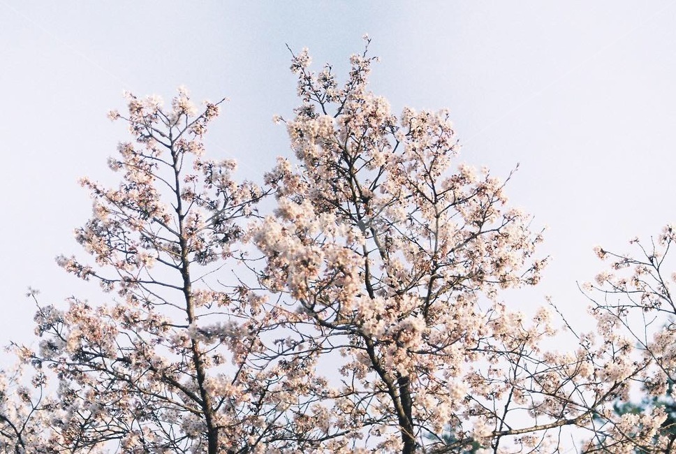 벚꽃,봄,하늘,꽃,자연,감성사진,필름,아날로그,film,봄,계절,spring,season,꽃,flower,감성,sensible,feeling,plant,식물,blossom