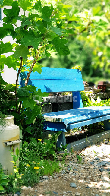 나무,정원,감성,tree,bench,blue,휴식,rest,화분,화초,나무수국,야생화