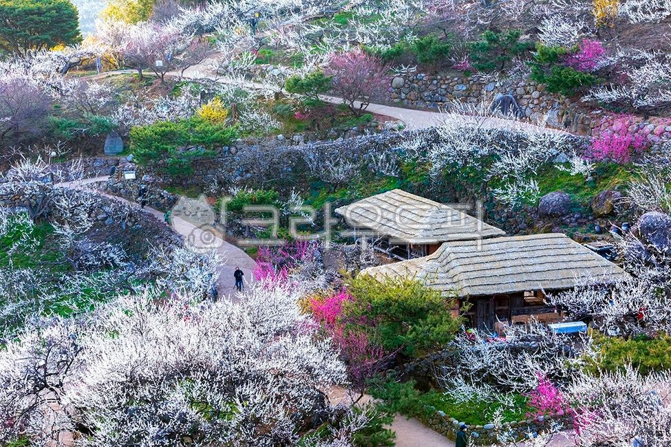 spring,Cherry Blossom,Town,thatched house,countryside,park,flower