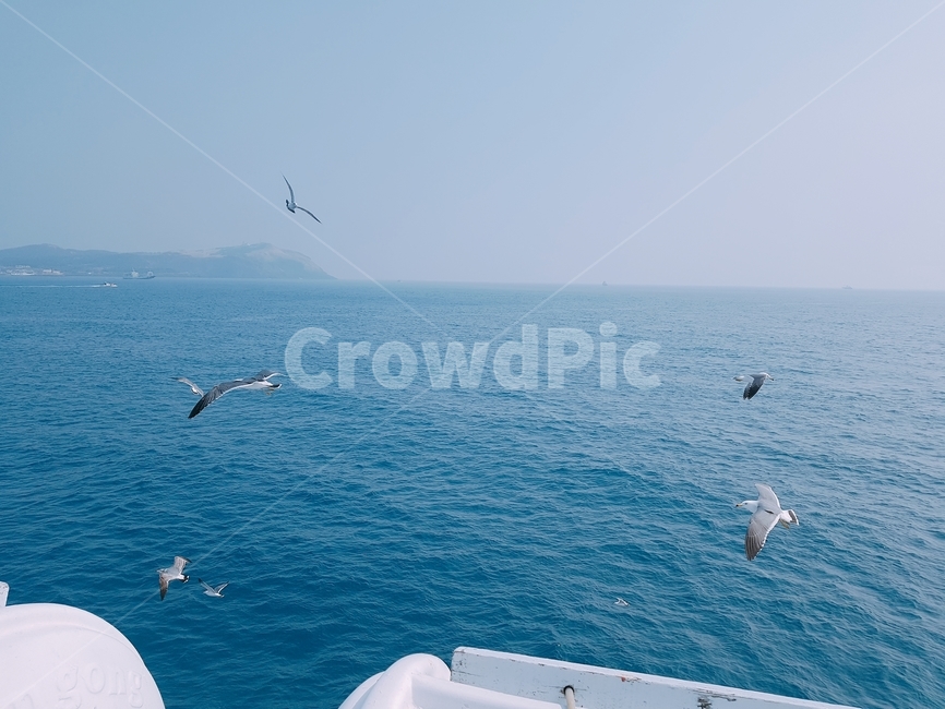 바다,제주도,새,바닷가,청량,해안