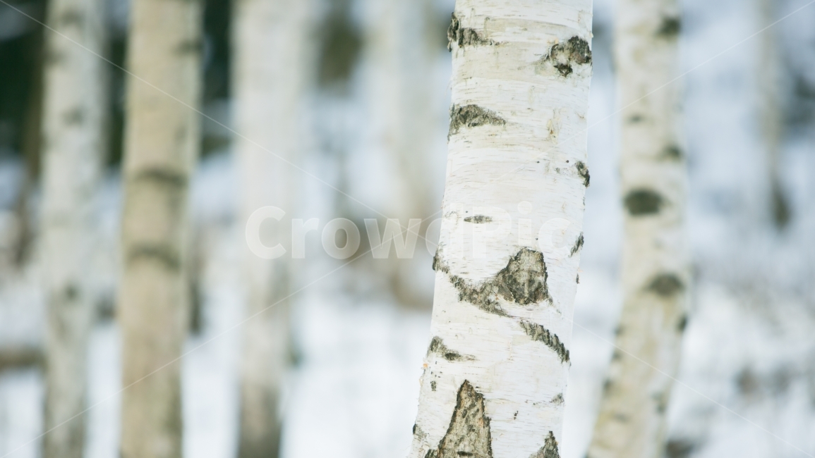 birch tree,snow mountain,forest,winter forest,birch,Deputy Won,tree,winter,whitebirch,snow field,winterforest,Gangwondo,Doityourself,birch forest,snow,winter landscape