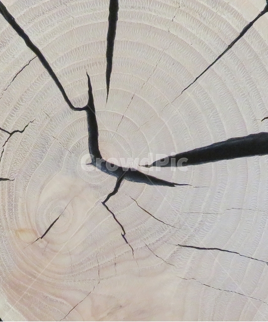wood,나무,나이테,패턴,링,텍스쳐,pattern,texture,ring,나무,trees,wood