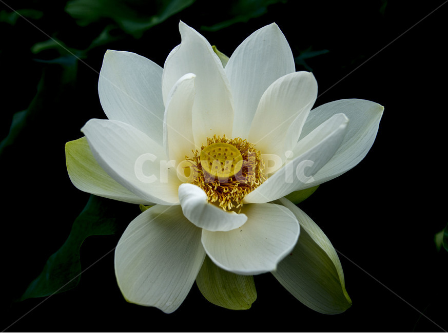 연꽃,여름꽃,불교,백연,식물,식물,자연,plants,nature,꽃,flower