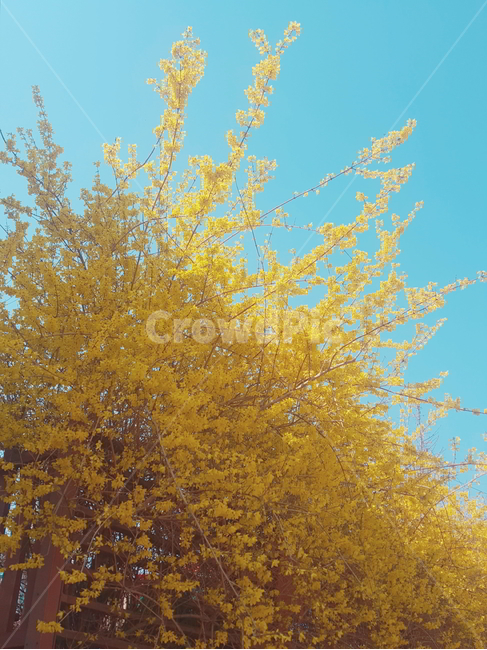 개나리,꽃,노란색,봄,노랑,yellow,spring,flower,봄,계절,spring,season,자연,풍경,nature,landscape