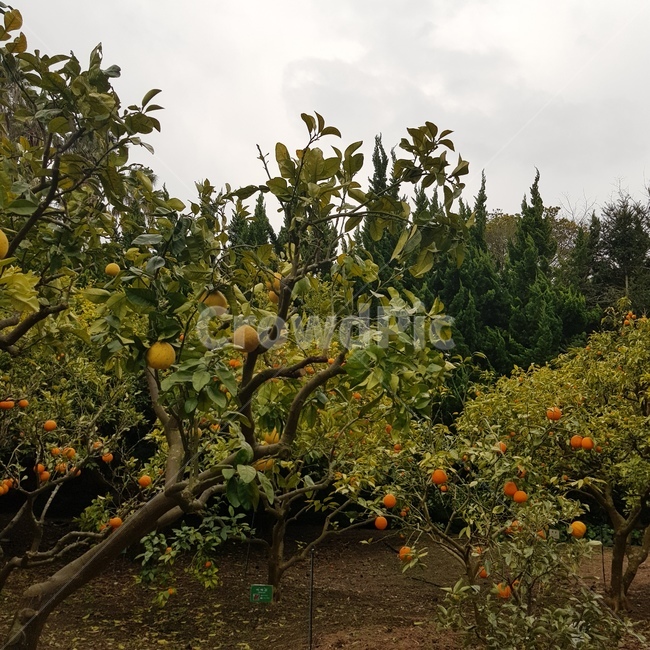 귤,귤나무,자연,풍경,tangerine,식물,자연,plants,nature,과일,열매,fruit