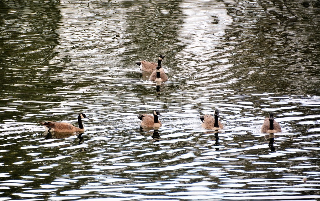 오리,동물,호수,연못,헤엄,동물,animal,조류,새,birds