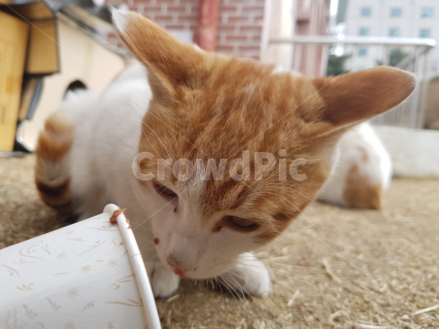 고양이,길냥이,cat,귀여운,동물