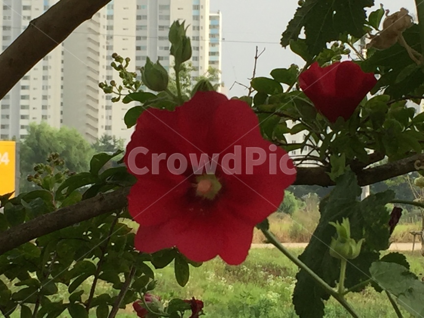 plant,식물,flower,꽃,blossom,식물,자연,plants,nature,꽃,flower
