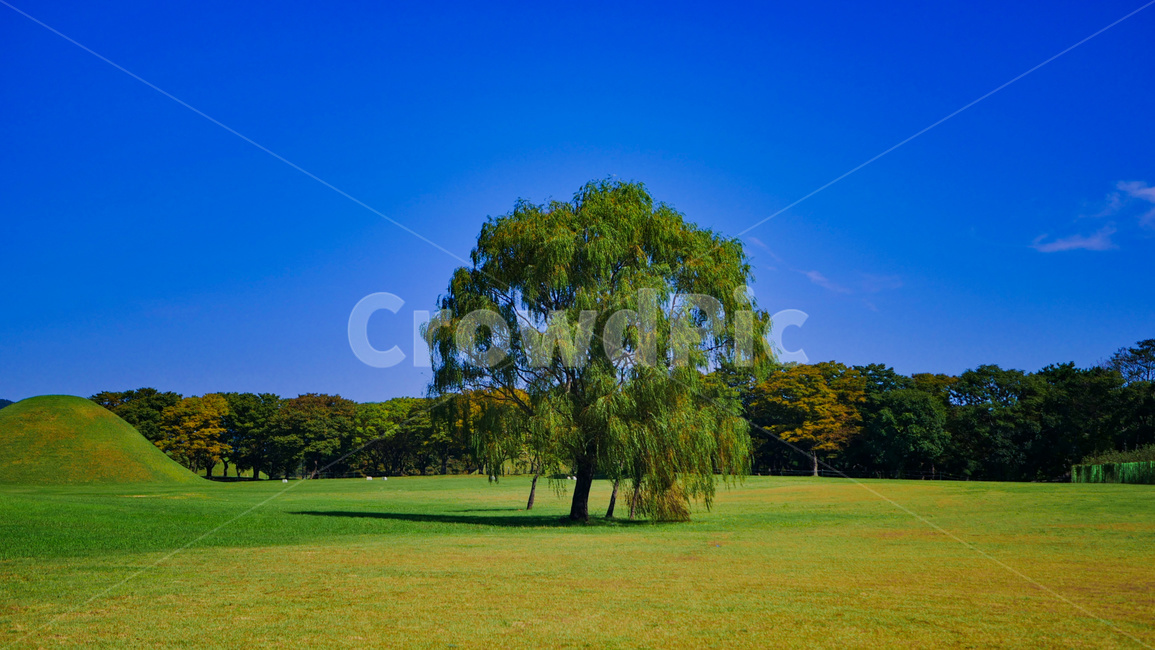 식물,나무,들판,나홀로나무,배경화면,식물,자연,plants,nature,나무,trees,wood