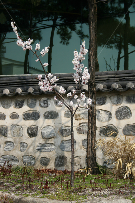 한국,전통가옥,고택,돌담,담장,담,매화나무,봄,계절,spring,season,한국전통,한국문화,korean traditional,korean culture,식물,자연,plants,nature,꽃,flower,plant