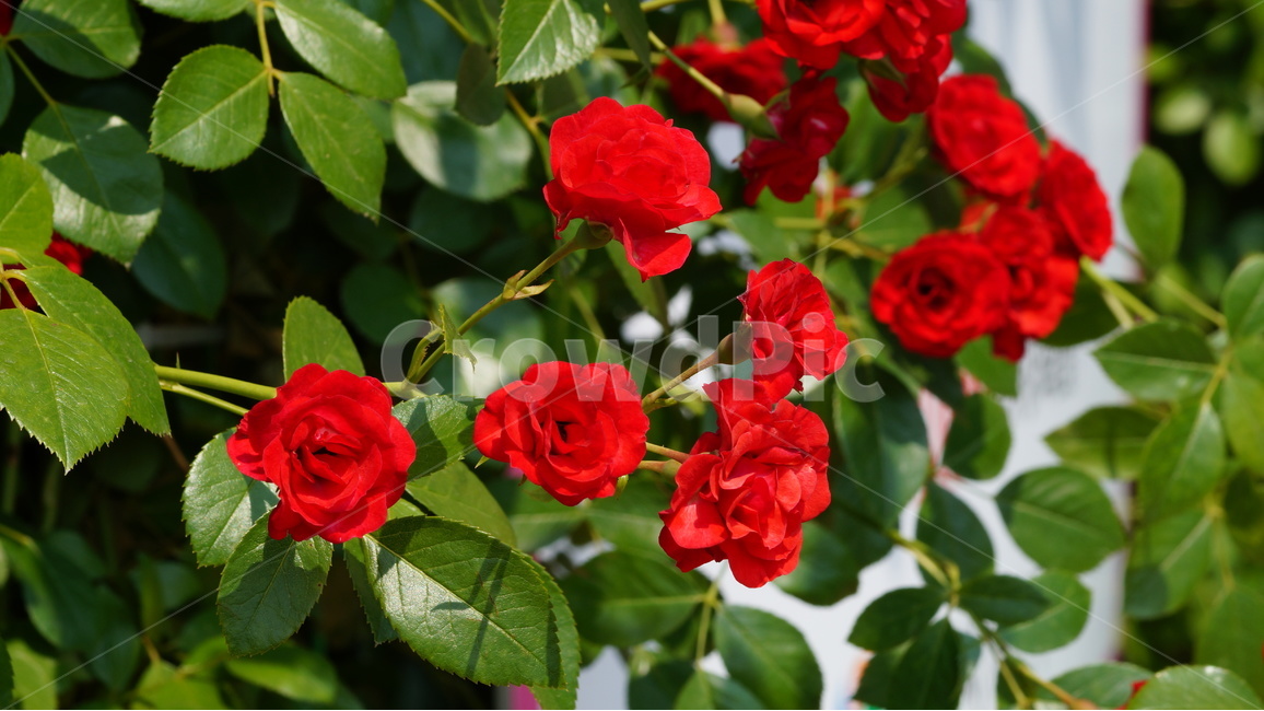 장미,꽃,꽃사진,식물,자연,장미축제,식물,자연,plants,nature,꽃,flower