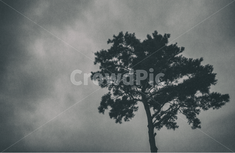 하늘,자연,나무,흑백,정물,sky,nature,tree,blackandwhite,object,plant,식물,생물,식물,자연,plants,nature,나무,trees,wood,흑백,모노톤,monochrome,black and white