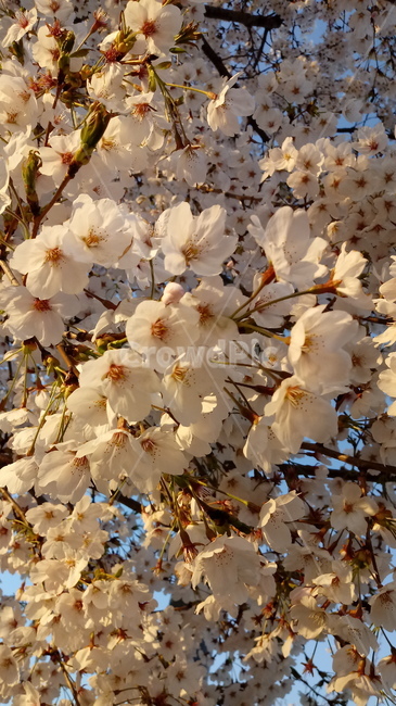 벚나무,나무,식물,봄꽃,벚꽃,자연,cherryblossom,옥외