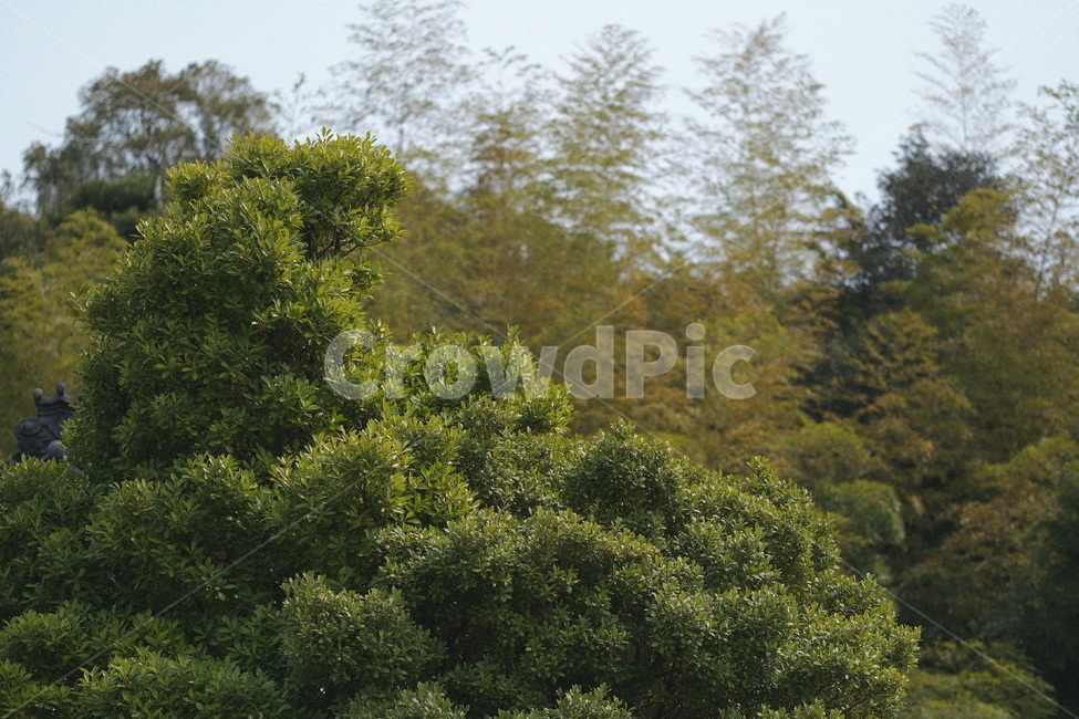 green,초록,식물,나무,plant,tree,식물,자연,plants,nature