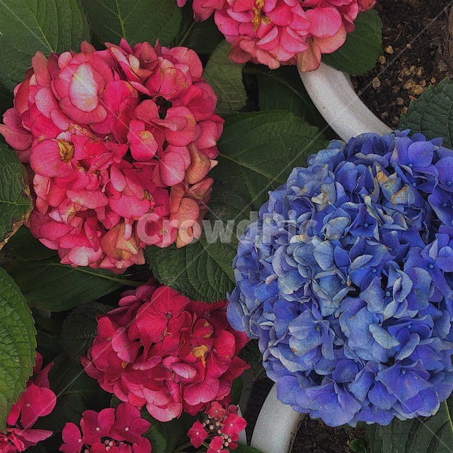 꽃,수국,hydrangea,flower,plants