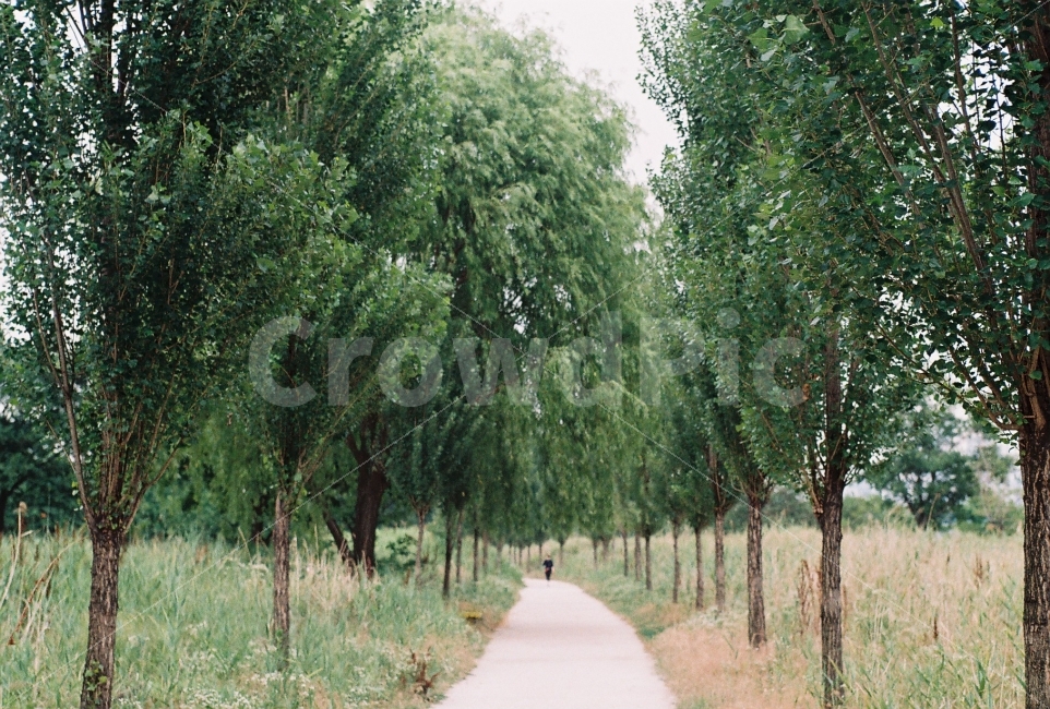미루나무,산책로,필름사진,필름감성,감성사진,자연,풍경,nature,landscape,감성,sensible,feeling,plant,식물,tree,나무