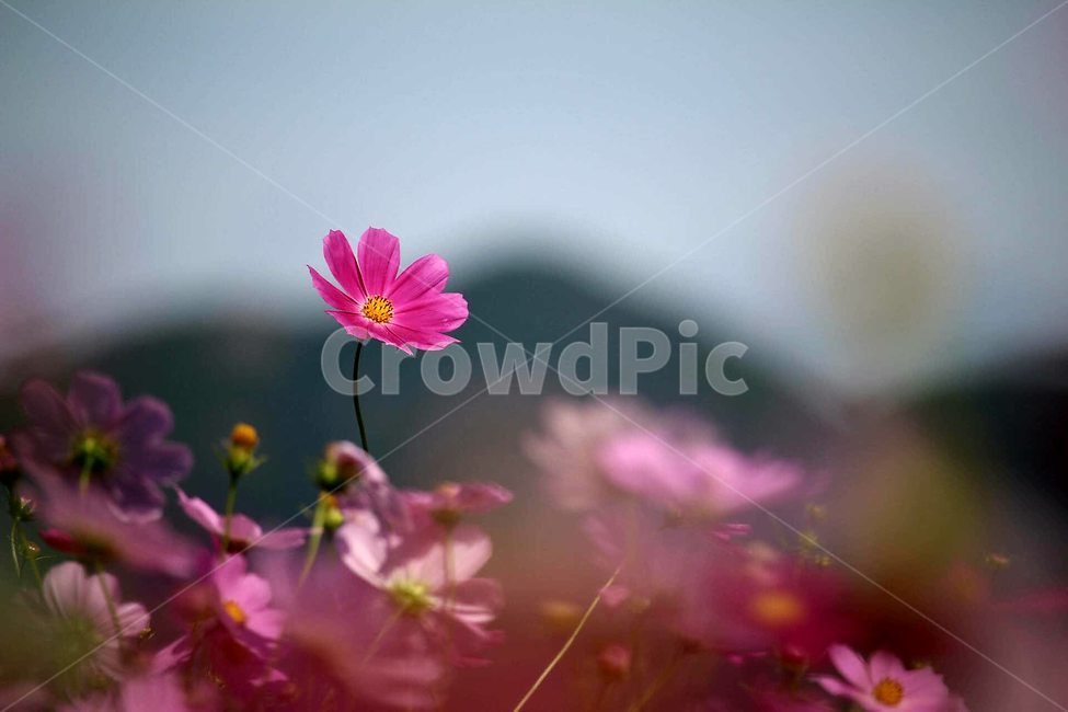 코스모스,가을,바탕화면,미소,꽃,가을,계절,fall,autumn,season,식물,자연,plants,nature,꽃,flower,blossom,geranium,제라늄,plant,petal,꽃잎