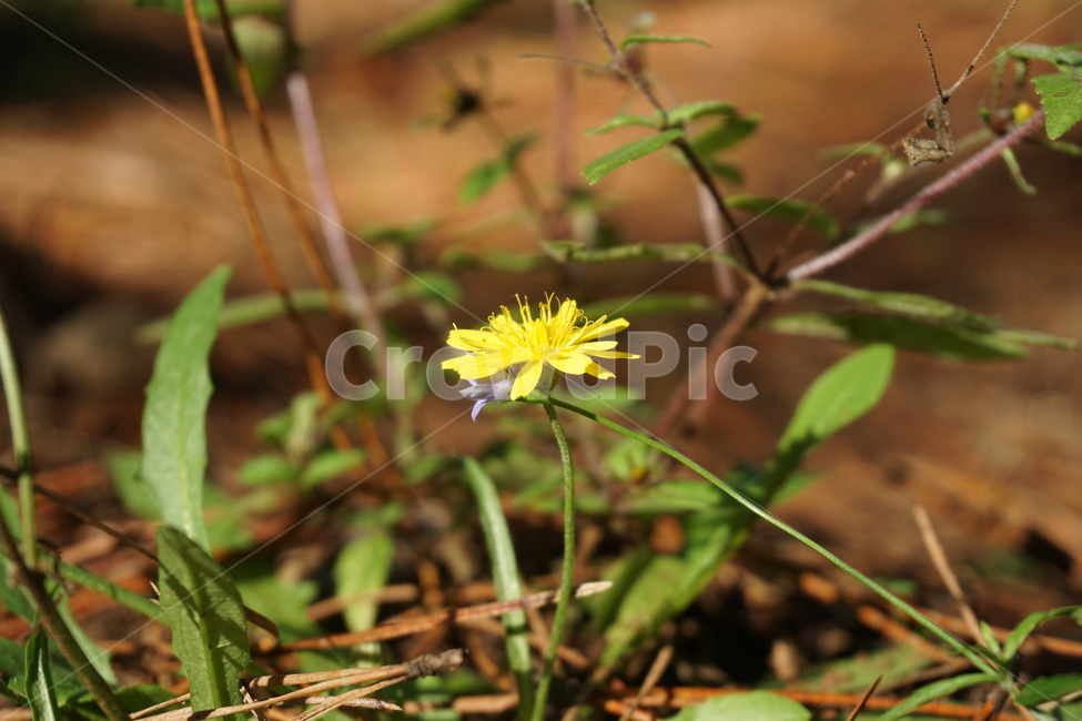 plant,식물,꽃,자연,flower,식물,자연,plants,nature