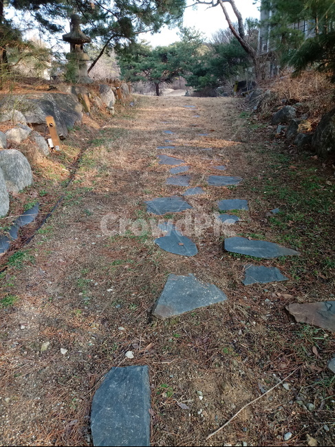식물,나무,plant,tree,통로,길,산책로,바닥