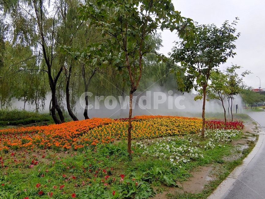 꽃밭,안개,공원,식물,나무,tree,식물,자연,plants,nature,나무,trees,wood