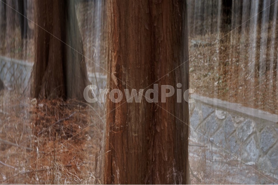 장노출,메타세콰이어숲,나무,자연,환상적,몽환적,식물,자연,plants,nature,나무,trees,wood