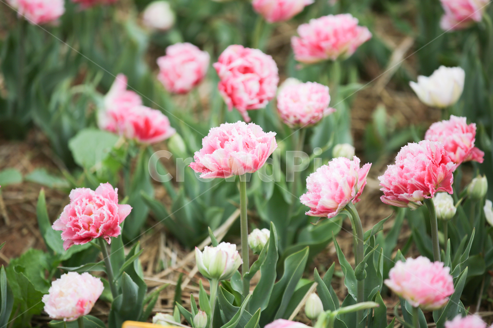 카네이션,carnation,봄꽃,중심자목,석죽과,분홍꽃,봄,계절,spring,season,식물,자연,plants,nature,꽃,flower,plant,blossom