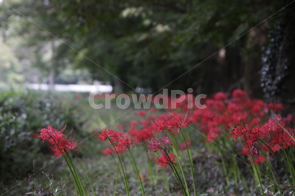 꽃무릇,만개,붉은꽃,석산,가을꽃,식물,자연,plants,nature,꽃,flower