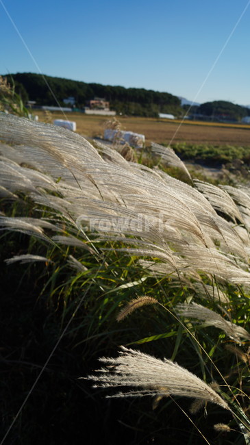갈대,가을,녹색,하늘색,바람,식물,자연,plants,nature