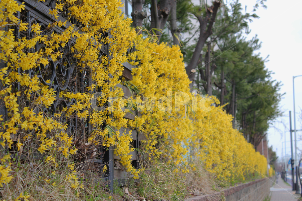plant,식물,개나리,봄,노란색,꽃,화사,풍경,자연