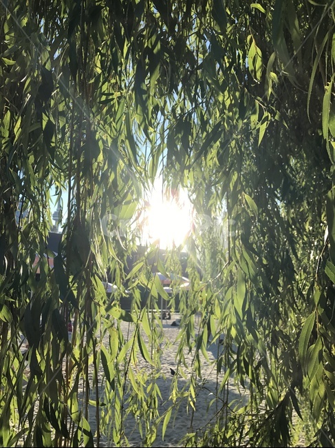 빛,슈가비치,비치,나무,희망,sugarbeach,toronto,light,trees,bush