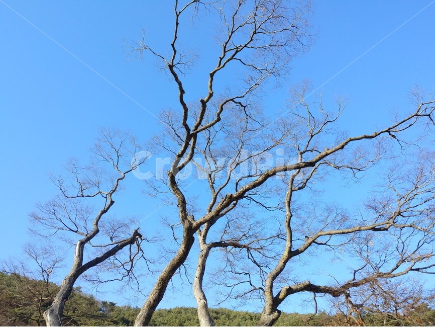 나무,하늘,나무가지,겨울,앙상한,식물,자연,plants,nature,나무,trees,wood