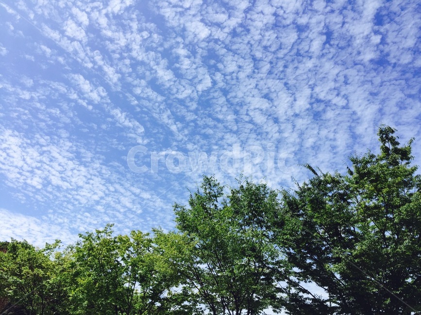 구름,봄,새싹,평온함,배경