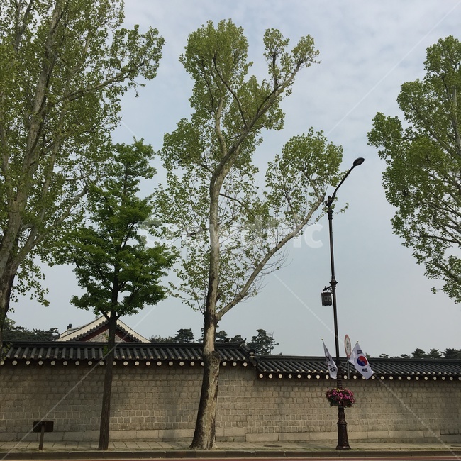 tree,나무,plant,식물,path,통로보도,walkway,한국느낌,한국정서,초록,하늘