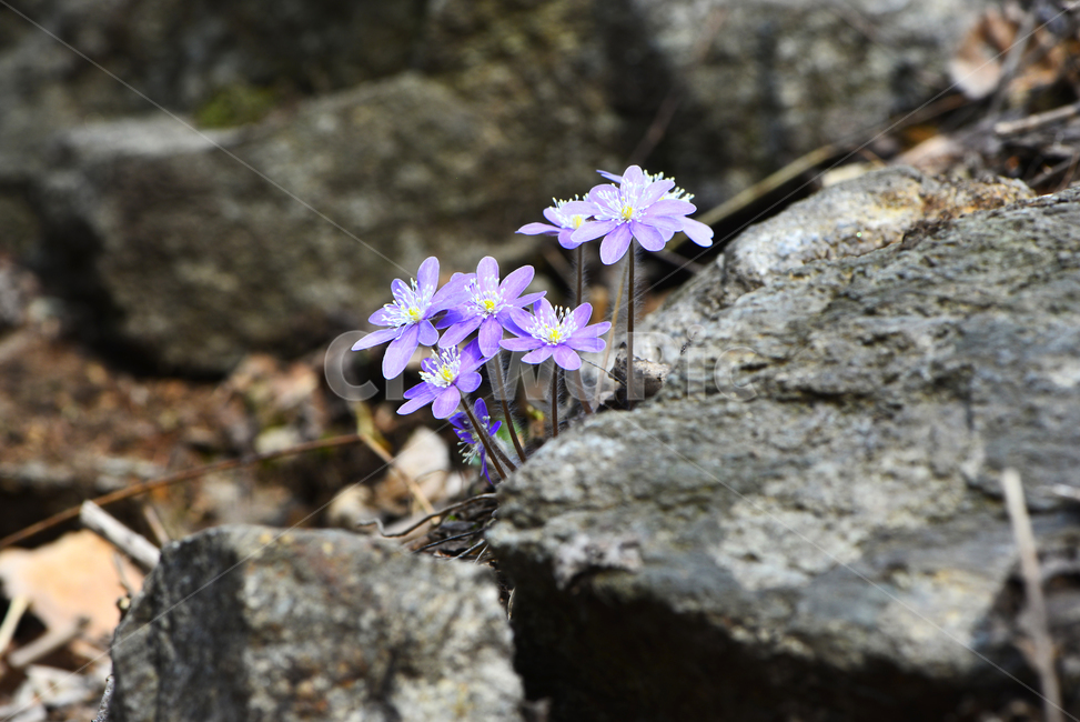 식물,plant,flower,blossom,꽃