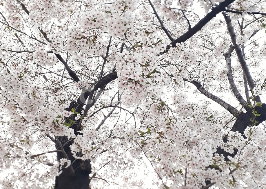 벚꽃,꽃,봄,설렘,핑크,분홍,흰색,화이트,식물,나무,봄꽃
