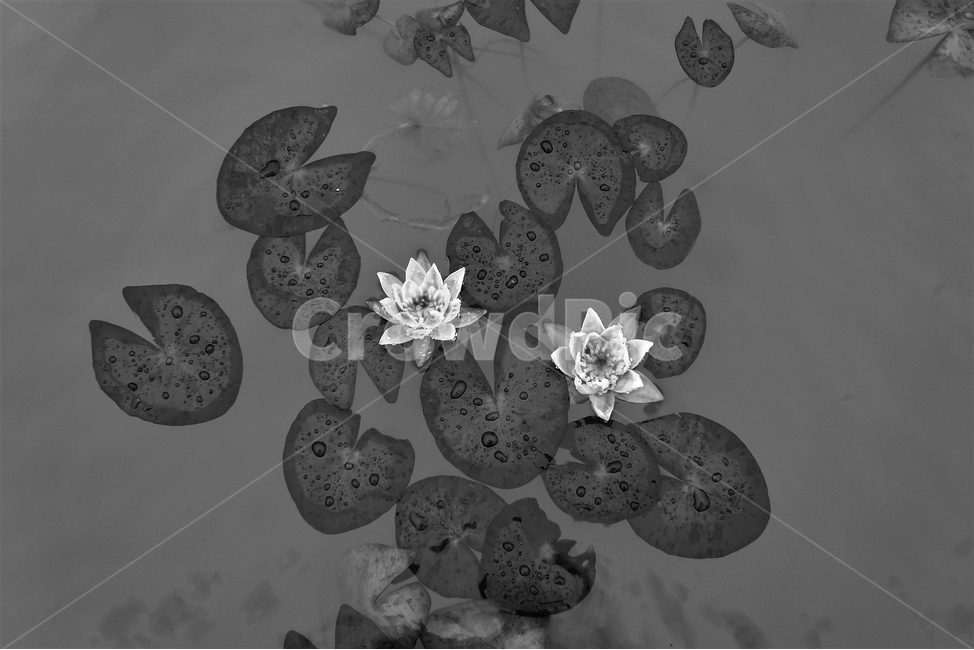 연꽃잎,흑백사진,모노톤,물,물방울,잎,자연,연꽃,식물,식물,자연,plants,nature,꽃,flower,흑백,모노톤,monochrome,black and white