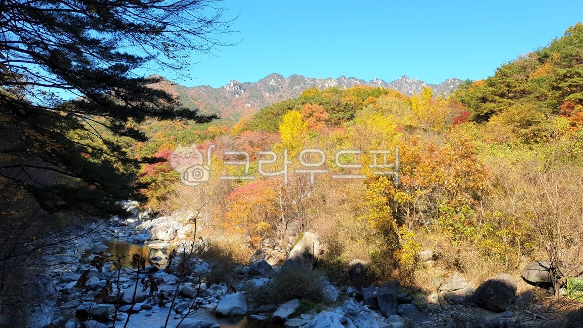 계곡,가을,가을숲,가을산,단풍,나무,숲,숲풍경,산풍경,가을풍경,가을이미지,숲속풍경,숲속,계곡풍경,가을느낌,가을감성