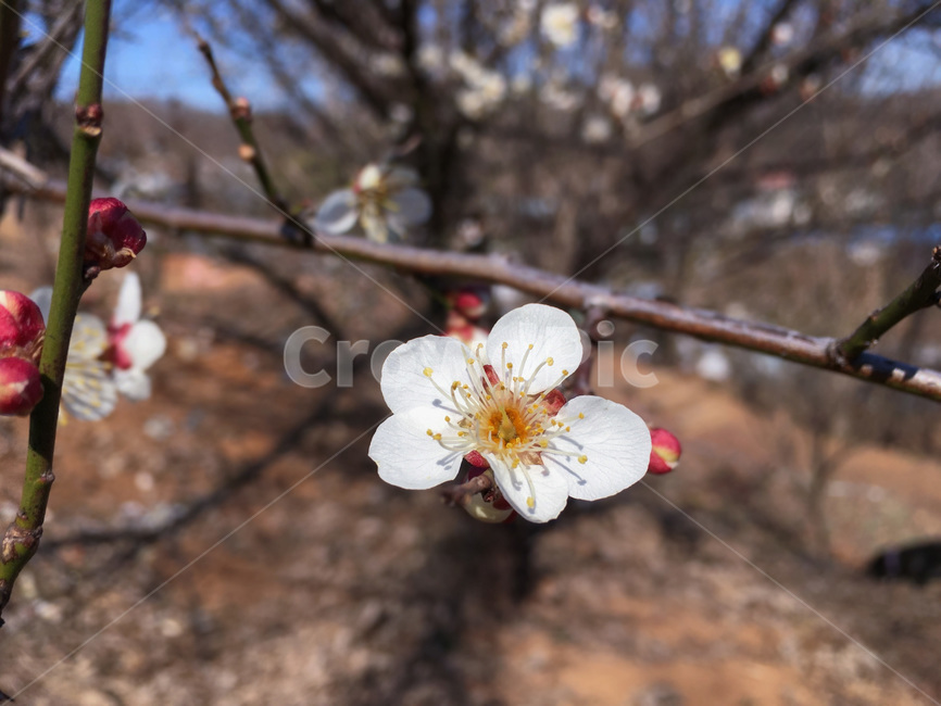 매화,매실나무꽃,꽃,봄,봄꽃,자연,네이쳐,plant,식물