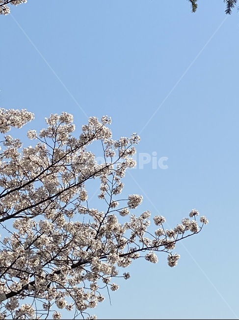 blossom,꽃,flower,cherryblossom,벚꽃,식물,plant,선유도,공원